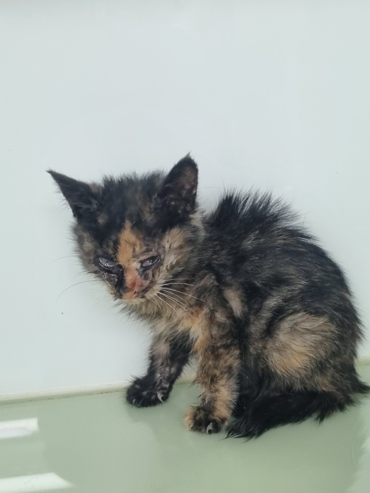 종료(자연사) 한국…